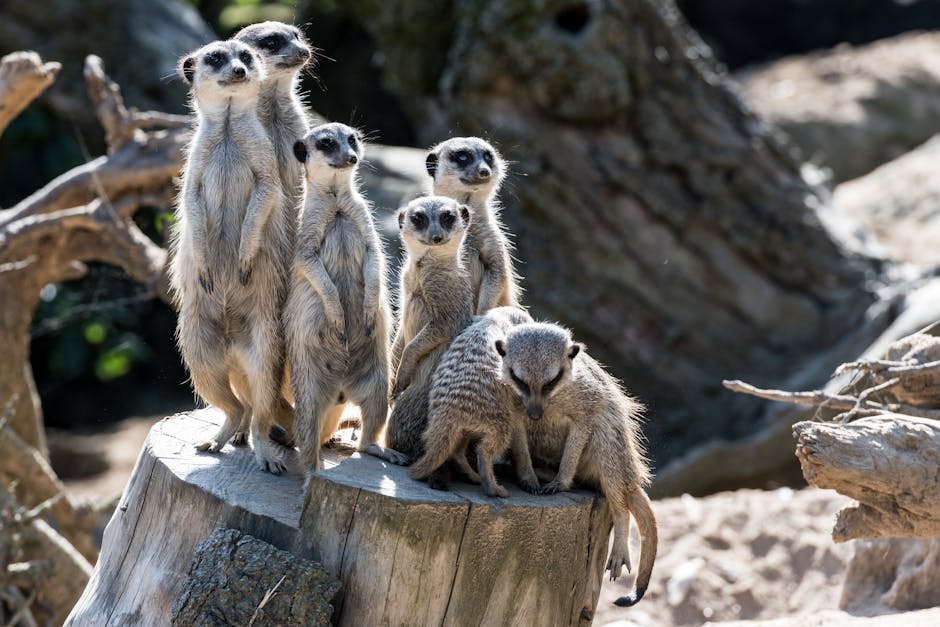 A group of seven meerkats, including an adult and six juveniles, standing upright on a large, flat tree stump outdoors in a naturalistic enclosure with rocks, branches, and foliage in the background. The adult meerkat is positioned at the front, sitting on its hind legs with its head slightly tilted, while the juveniles are clustered closely around, some also standing upright and others leaning against each other. The scene is well-lit with natural sunlight, highlighting the mammals' fur and the textured wood of the stump. The enclosure mimics a dry, rocky habitat typical of meerkat environments, with scattered branches and rocks visible around the stump, which is part of a controlled environment for the animals. This setting appears to be a zoo or wildlife park, emphasizing natural behavior and social interaction among the meerkats, aligning with sustainable animal care and education through the [COMPANY_NAME] house removal and relocation services located at https://manwithvanmaldenrushett.co.uk.